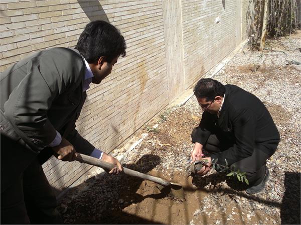 درختکاری